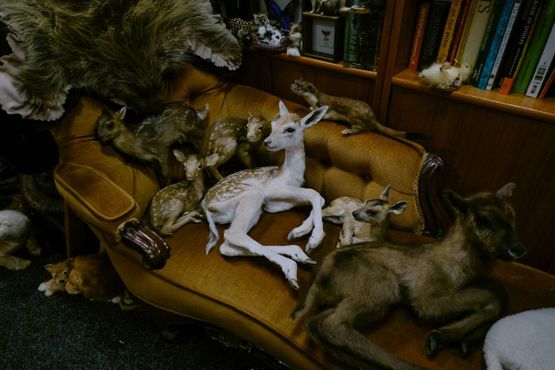 Кабинет редкостей Крэнфилда