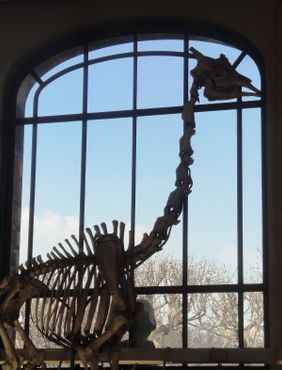 Галерея сравнительной анатомии и палеонтологии