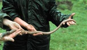 Гигантский дождевой червь Джипсленда