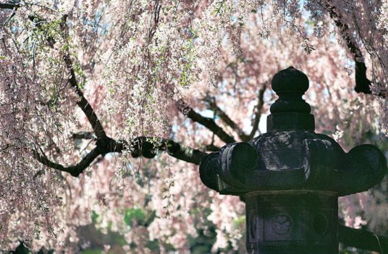 Цветущая сакура в японском саду