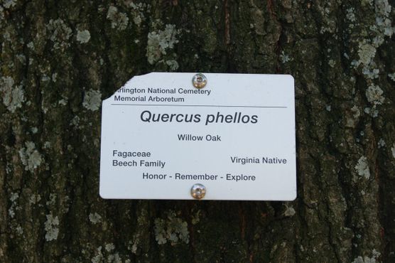 Деревья, поглощающие надгробия