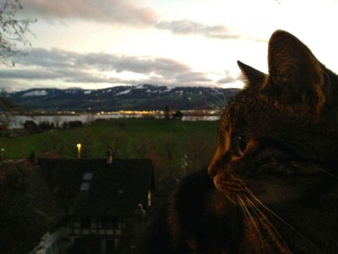 Деревня «Синергия»