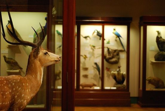 Чучело оленя аксиса на фоне части галереи естественной истории музея