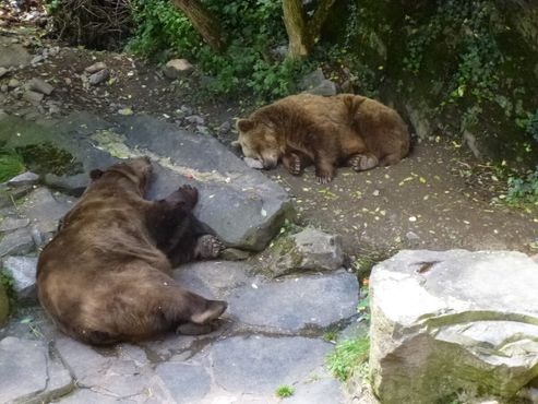  Медведи во рву замка Чески-Крумлов