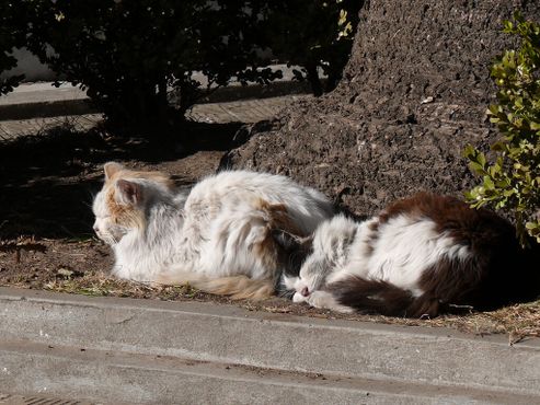 Коты на
кладбище Реколета