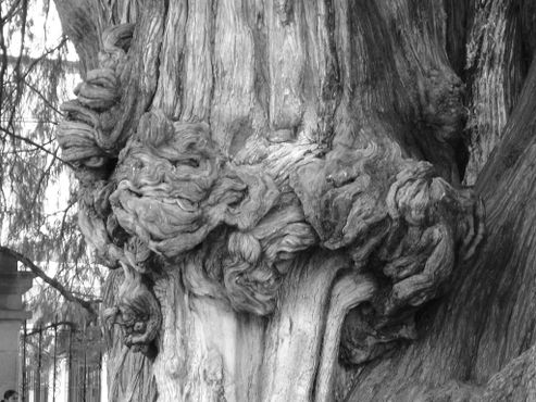 Бестиарий лиц на грубой коре дерева Туле