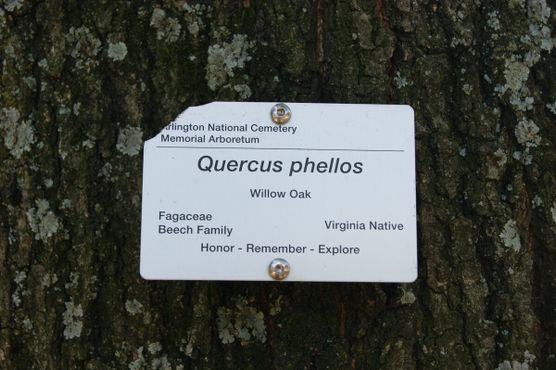 Деревья, поглощающие надгробия