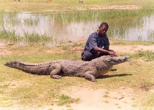 Житель Паги гладит местного крокодила