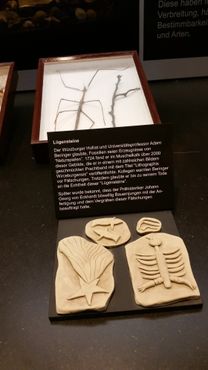 Окаменелости Берингера (фотография сделана в музее Културама в Цюрихе) 