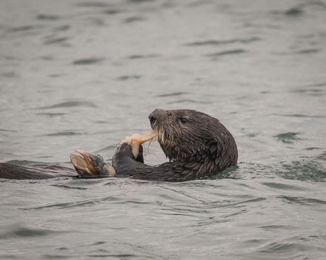 Элкхорн-Слау