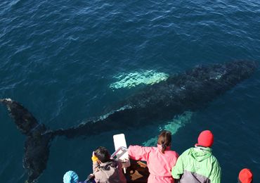Оригинальный тур по наблюдению за китами из Хусавика  