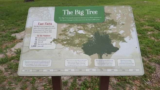 Большое дерево