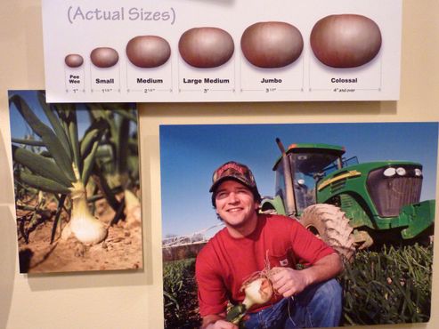 Музей лука «видалия»