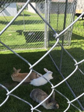 По состоянию на май 2016 года здесь жили 11 кроликов
