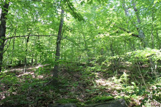 Окрестные леса