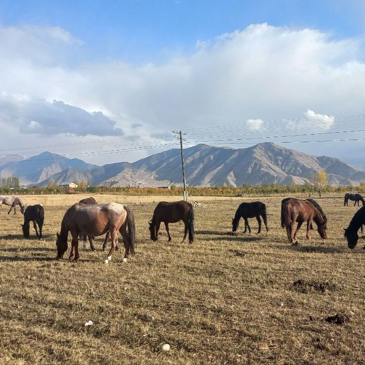 Глэмпинги, Отели 3*, Отели 4*, Юрты