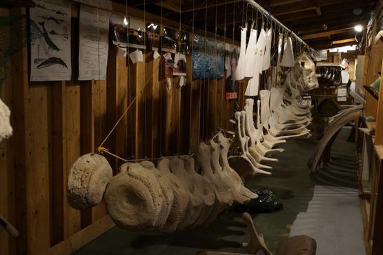 Почти полностью восстановленный скелет 14-метрового кашалота в Музее китов и прочих штук художника Бена Плафмана