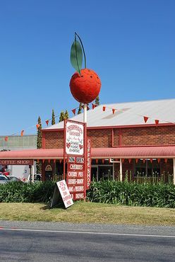 Большая вишня в городе Янг, Новый Южный Уэльс, Австралия (Викисклад)