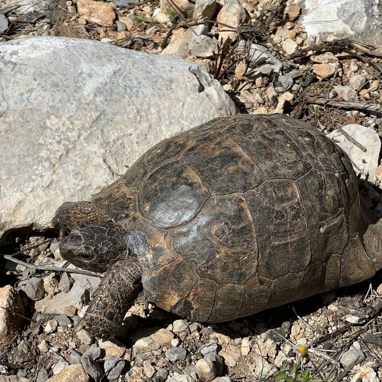 Отели 1-2*, Гостевые домики, Отели 3*, Отели 4*, Бунгало