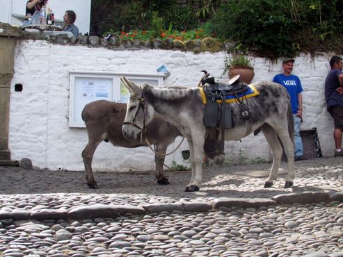 Ослики Кловелли