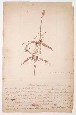 Оригинальное письмо Мэри Эннинг об обнаружении плезиозавра
