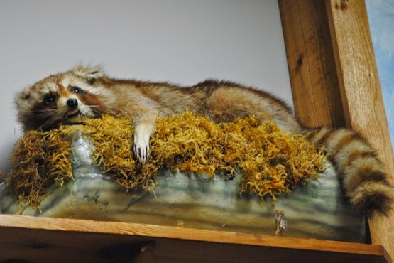 Национальный музей охотничьих собак