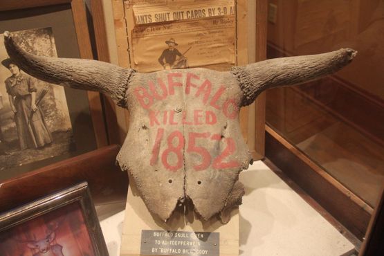 Череп бизона, подстреленного Буффало Биллом в 1852 году