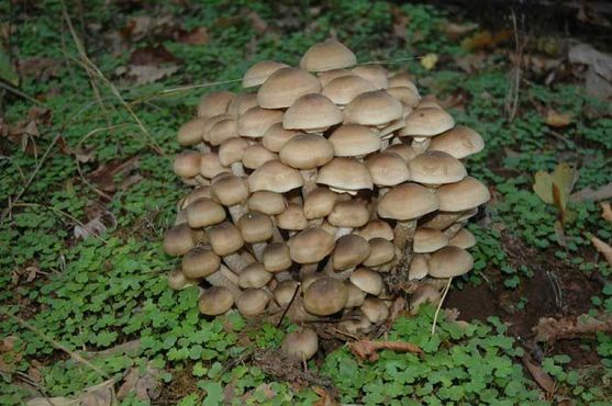 Гриб Humongous Fungus