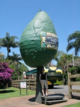 Большое авокадо