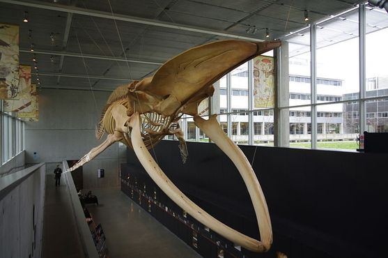 Челюсть синего кита с остальным скелетом для масштаба