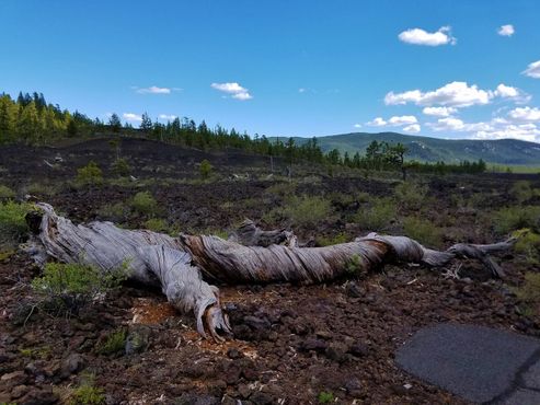 Поваленное дерево