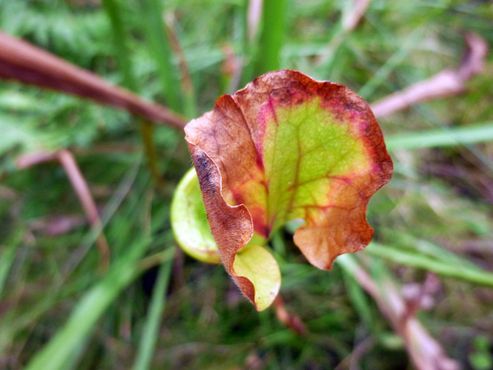 Саррацения