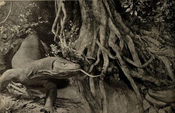Диорама с комодскими варанами, 1920-е годы