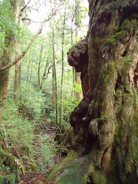Дерево Будды возрастом 1800 лет
