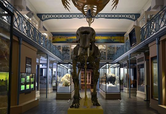 Вид на первый этаж музея со скелетом мамонта на переднем плане