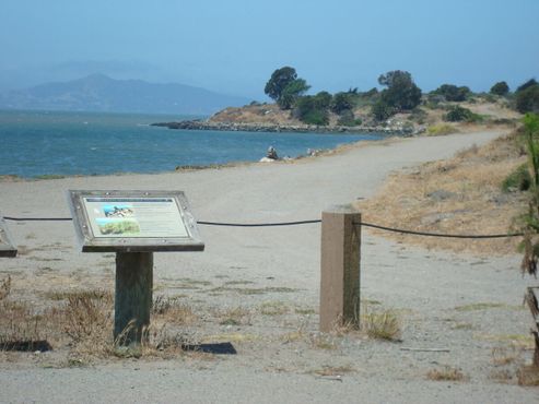 Пляж, на котором люди выгуливают собак