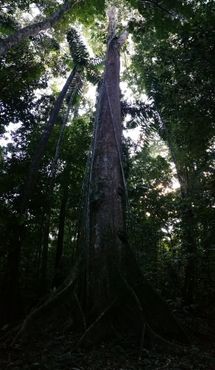 Древнее высокое железное дерево