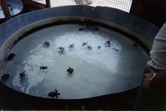 Заповедник для морских черепах Олдхегг (2004 год)