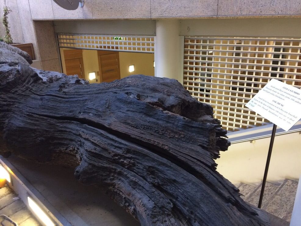 Очень старый дуб: где находится и что посмотреть рядом