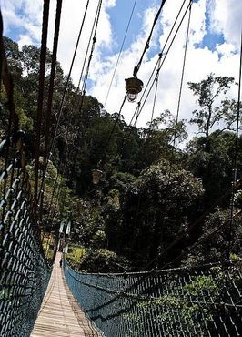 Подвесной мост в Национальном парке Улу-Тембуронг