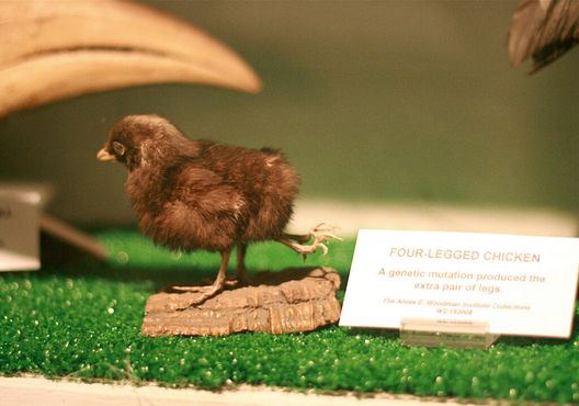 Музей Института Вудман