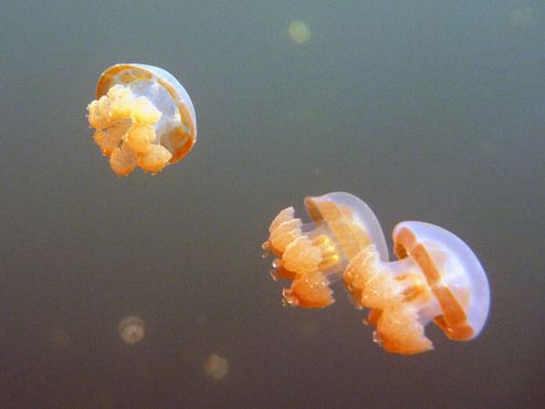 Три маленькие медузы
