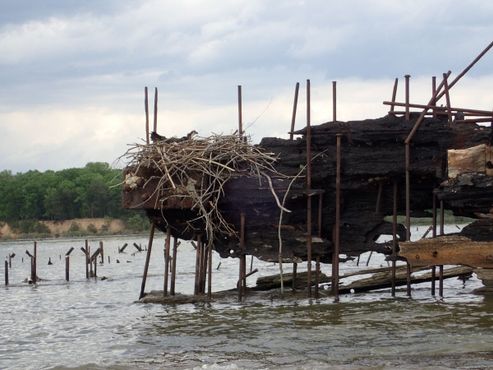 Птицы гнездятся на обломках