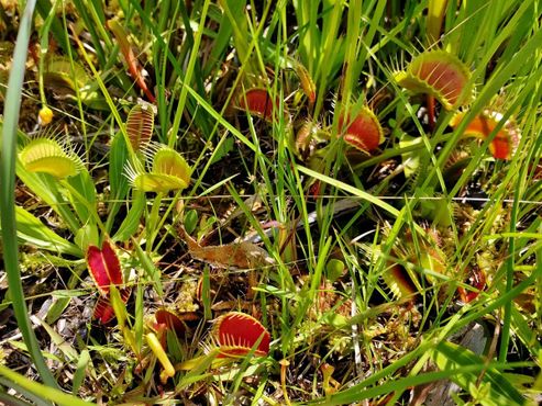 Венерины мухоловки