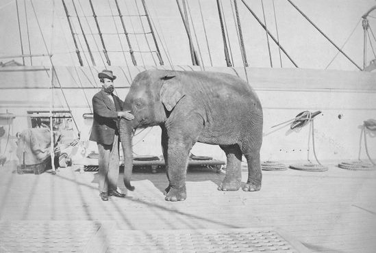 Слон Том, принадлежащий принцу Альфреду, со своим дрессировщиком Уильямом Патоном по пути в Англию. Позднее Том убьёт Патона, затоптав его во время транспортировки