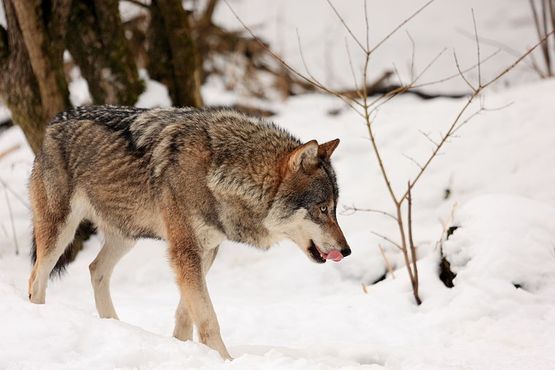 Серый волк был животным, имеющим религиозное значение для римлян и древних бриттов