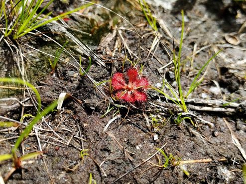 Карликовая росянка