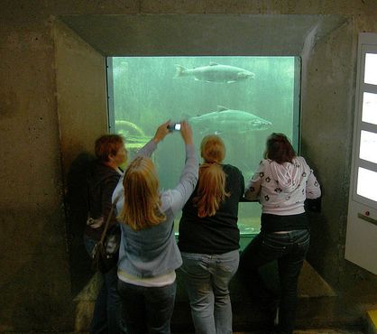 Из шлюза посетители могут посмотреть на рыб