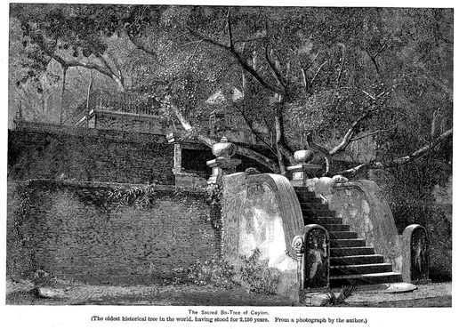 Джайя Шри Маха Бодхи в 1891 году