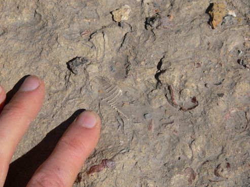 В Ривербенде можно увидеть естественно сохранившиеся морские окаменелости